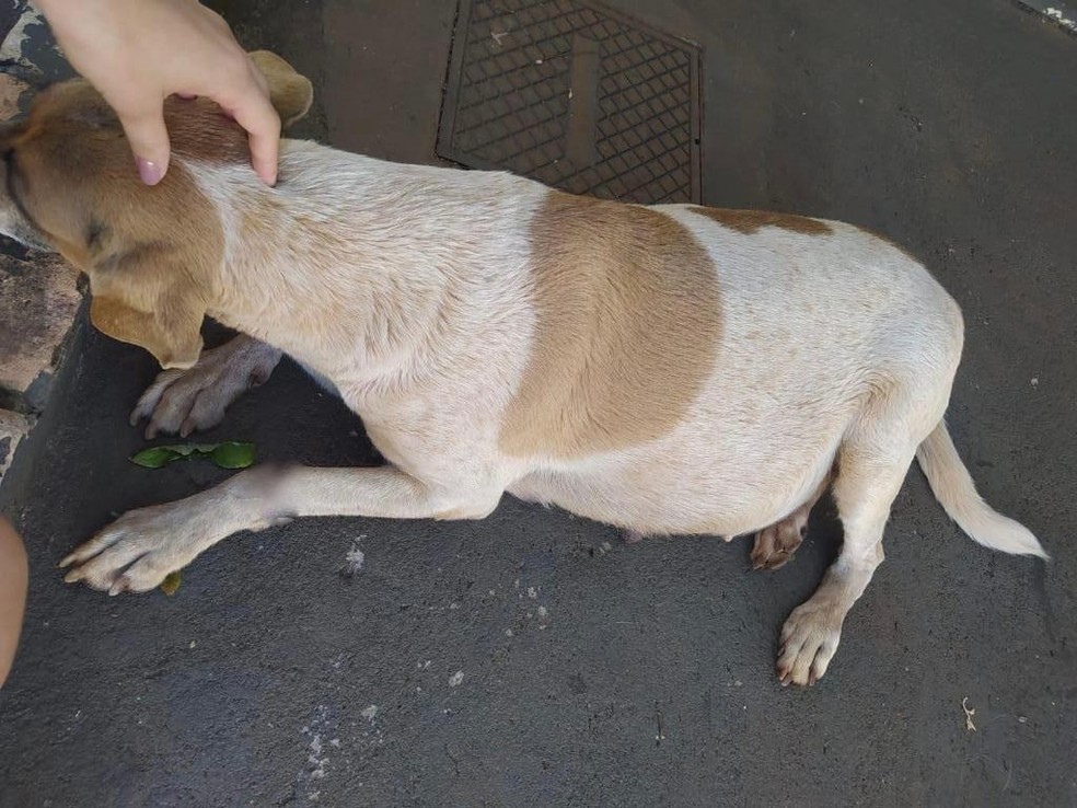 Animal estava com ferimentos, doença parasitária e pata quebrada — Foto: PMA/Divulgação