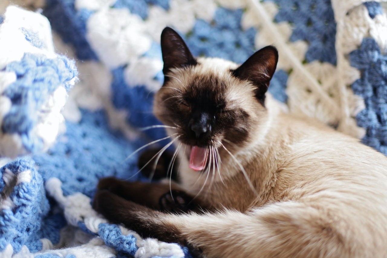 Os animais doentes devem ser isolados para evitar a contaminação de outros gatos (Foto: pexels/leah-kelley/CreativeCommons)