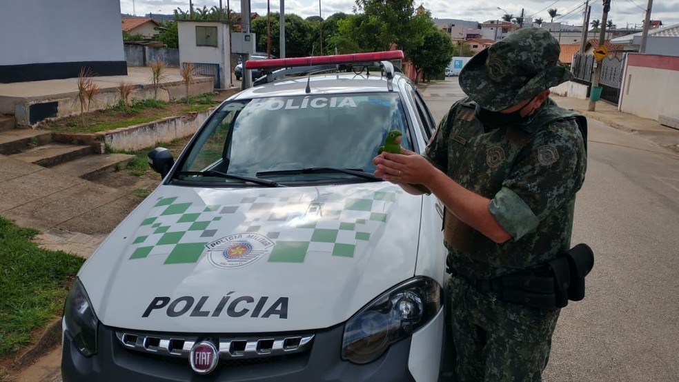 Polícia Ambiental apreende periquito que teve asas cortadas e multa responsável em Buri (SP) — Foto: Polícia Ambiental/Divulgação