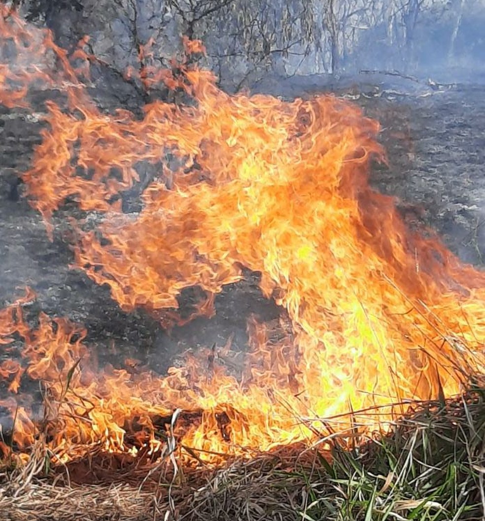 Fogo atingiu reserva ambiental em Presidente Epitácio — Foto: Djalma Weffort/Apoena