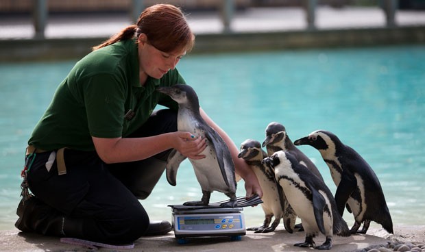 Pinguins fizeram fila durante pesagem anual realizada no zoológico de Londres, no Reino Unido. (Foto: Andrew Cowie/AFP)