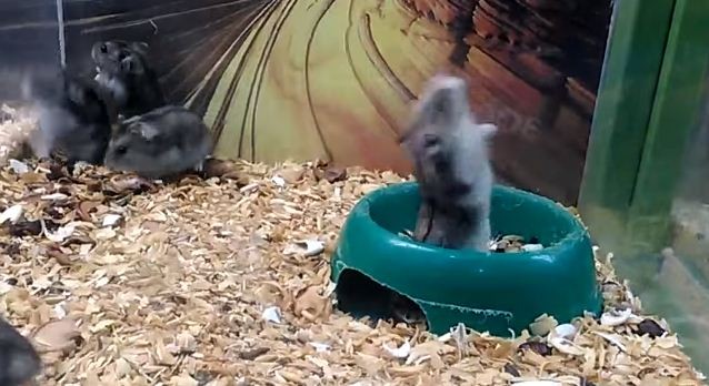Hamster 'bugado' faz a alegria dos donos na Rússia (Foto: Reprodução)