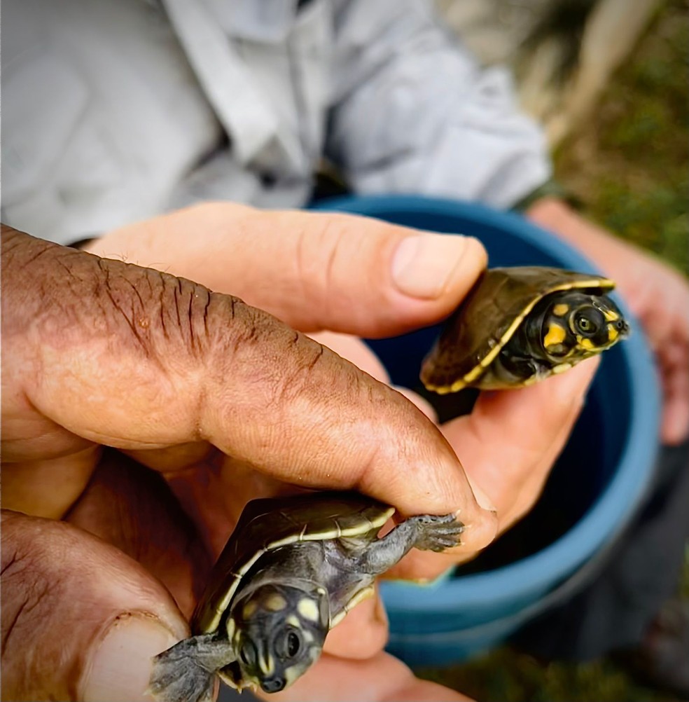 Filhotes de quelônios soltos na natureza  — Foto: Ascom MRN/Divulgação
