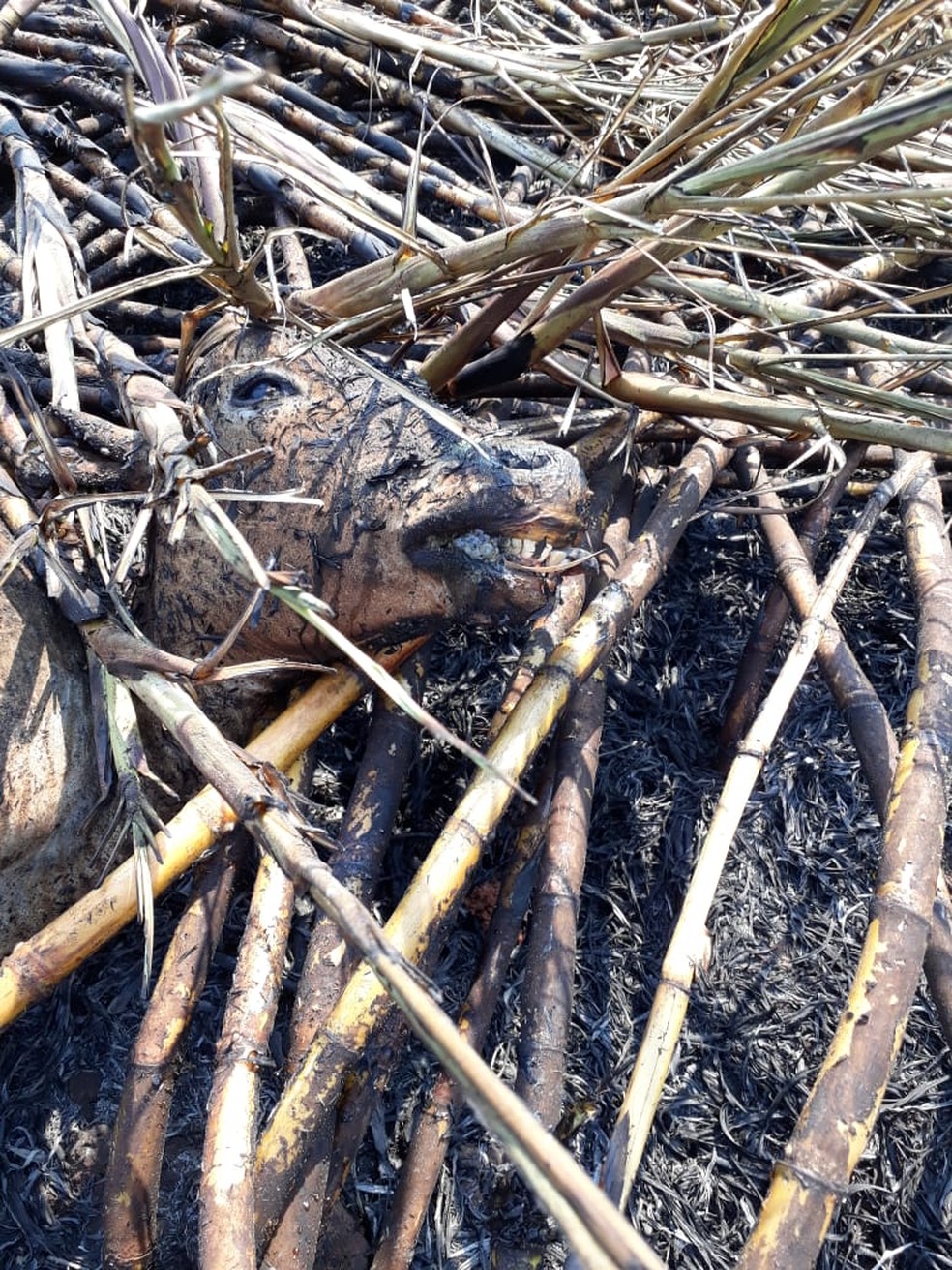 Animais morrem carbonizados em incêndio em Dracena — Foto: Irene de Oliveira/Cedida 