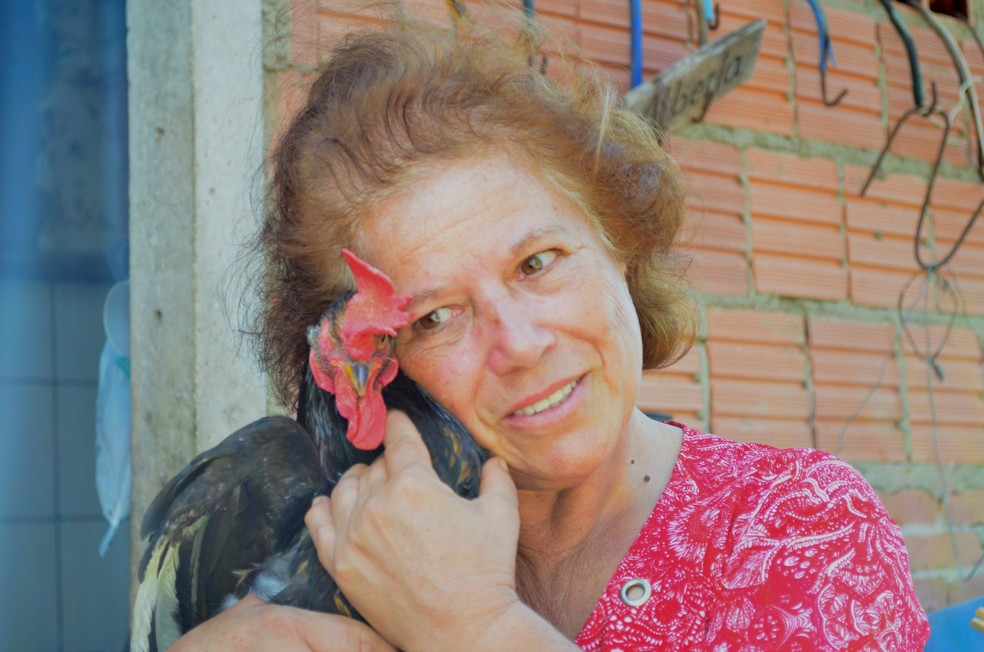 Dora com um dos galos que estão incomodando os vizinhos por cantar durante a madrugada em Santa Rita do Passa Quatro. — Foto: Fabiana Assis/G1