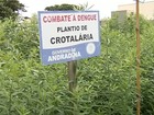 Para combater dengue, Andradina aumenta distribuição de crotalária
