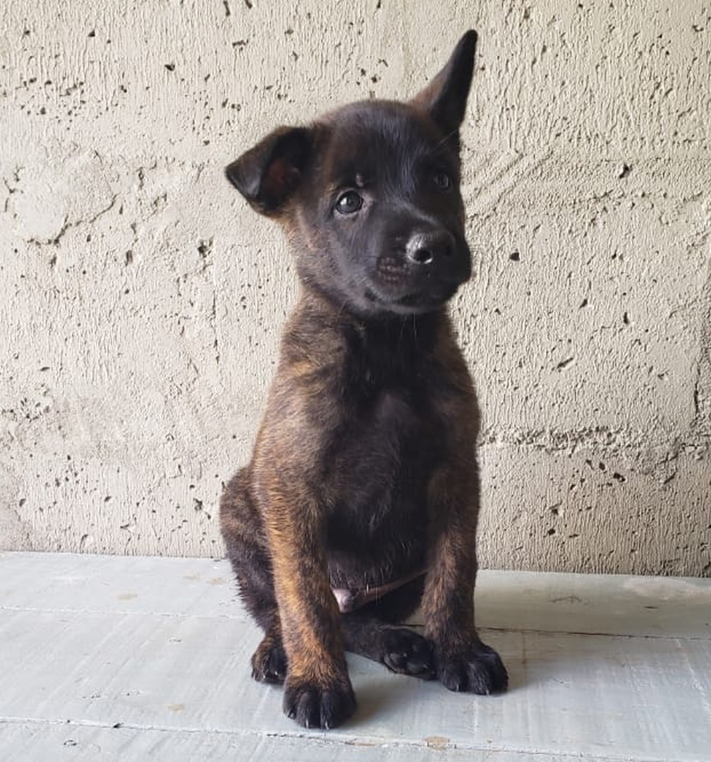 Thor, 1º cão de resgate e salvamento do estado, ainda bem filhote — Foto: Divulgação/Bombeiros do Piauí