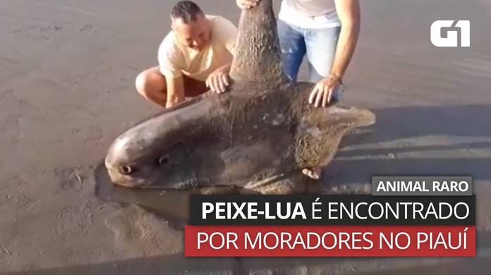Peixe lua piaui