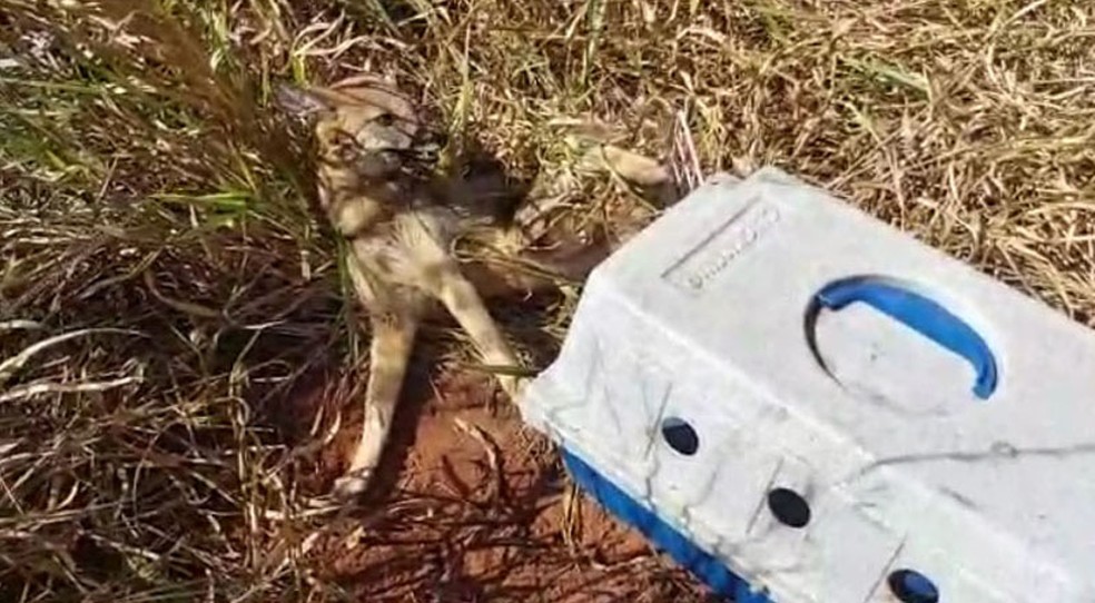 Ambientalistas resgataram cachorro-do-mato vítima de atropelamento em Presidente Epitácio — Foto: Djalma Weffort