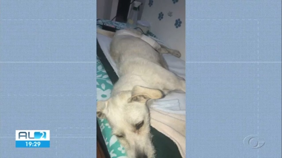 Cadela Mel se recupera de cirurgia para retirada de projétil; PM é suspeito — Foto: Reprodução/TV Gazeta