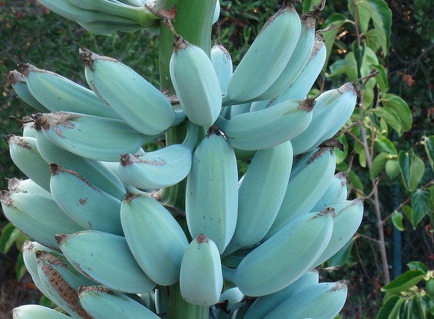 Blue Java, a banana azul que tem gosto de sorvete de baunilha (Foto: Sociedade Internacional da Banana/ Reprodução)
