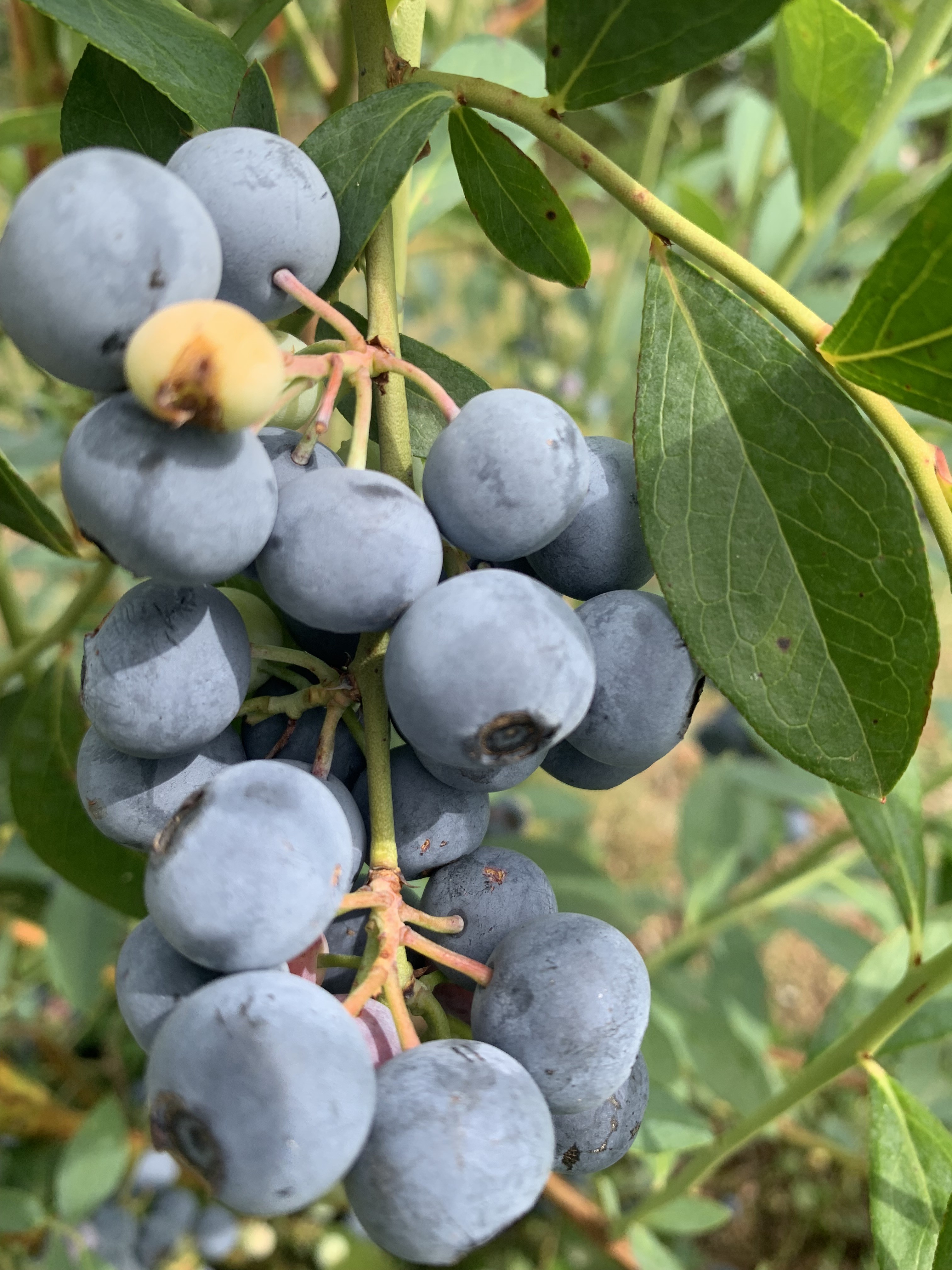 Plantação de mirtilo (blueberry) (Foto: Emater/RS)