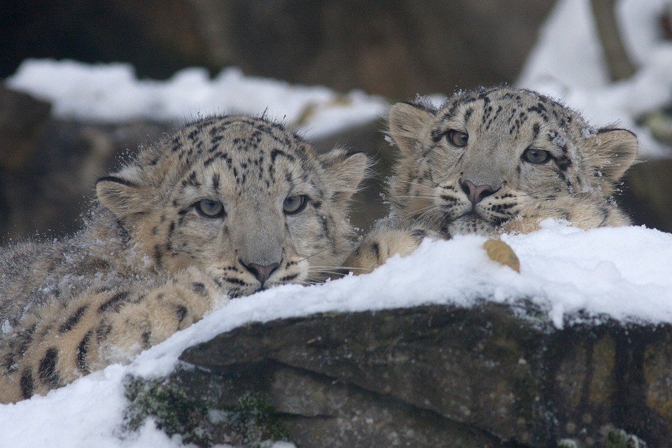 Leopardo-das-neves (Foto: Pixabay/ steffiheufelder / Creative Commons)
