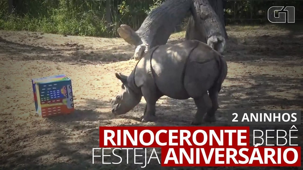 VÍDEO: Bebê rinoceronte comemora aniversário em zoo dos EUA thumbnail