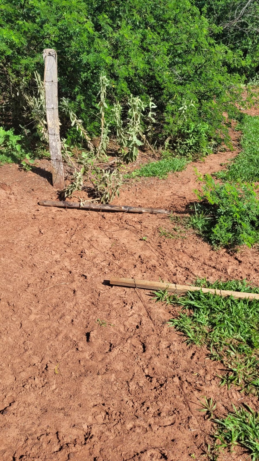 Pastoreio em reserva legal foi constatado pela polícia em Marabá Paulista  — Foto: Polícia Ambiental 