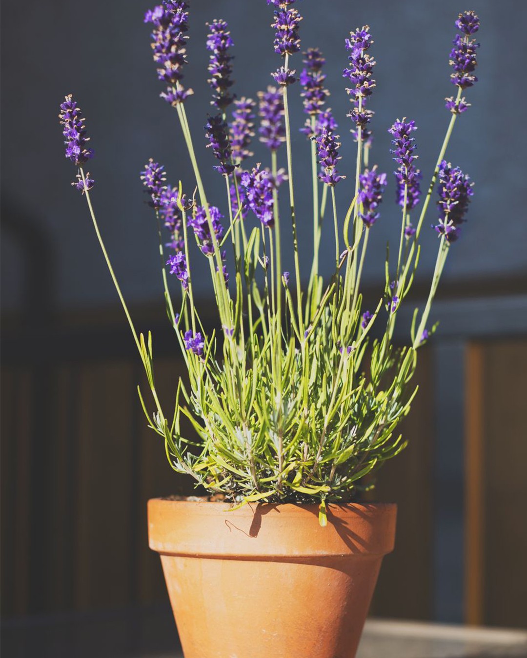 Plantas Para A Casa: Veja Sugestões - Blog Do Pão