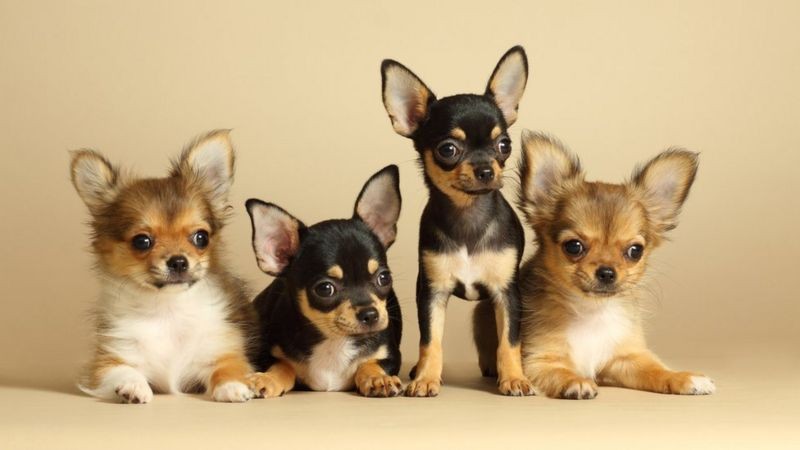Chihuahuas: pesquisa indica que eles vivem em média 7,9 anos, mas alguns podem ultrapassar essa idade em vários anos (Foto: Getty Images via BBC News)