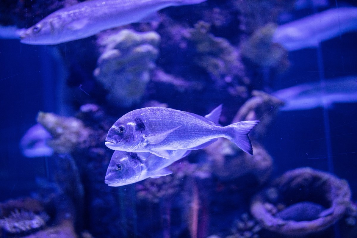 Vários peixes nadando contra o vidro do aquário pode ser um sinal de excesso de oxigenação da água (Foto: Pexels/ Engin Akyurt/ CreativeCommons)