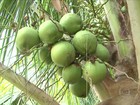 Agricultores contratam funcionários para fazer a colheita de coco em SE