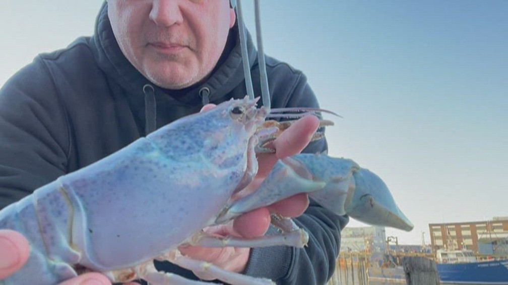 Bill Coppersmith, pescador de lagostas, mostra animal com 'cor de algodão-doce'  — Foto: Reprodução/NBC
