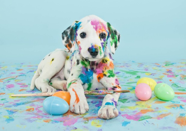A funny little Dalmatian puppy that looks like he just painted some Easter eggs. (Foto: Getty Images/iStockphoto)