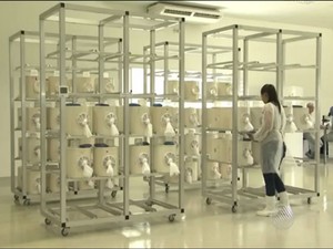 Laboratóri produziu 120 milhões de machos estéreis (Foto: Reprodução/ TV São Francisco)