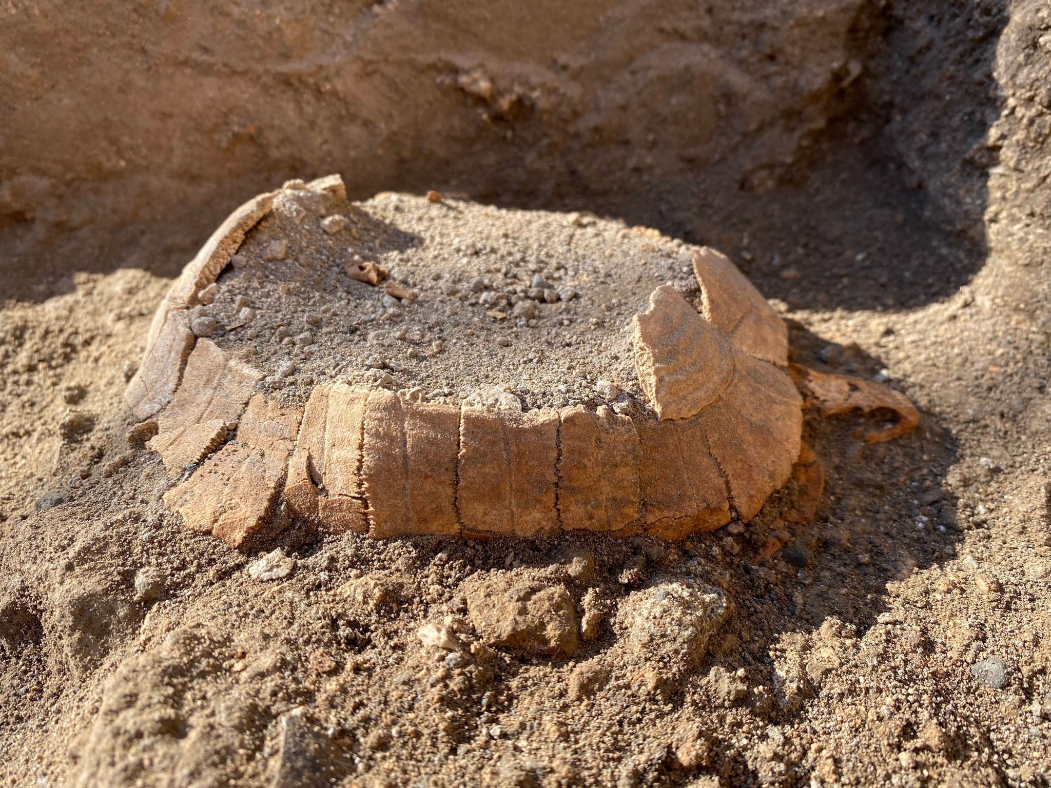 Arqueólogos em Pompeia descobriram restos de uma tartaruga grávida  (Foto: Parque Arqueológico de Pompeia/Reprodução/Facebook )