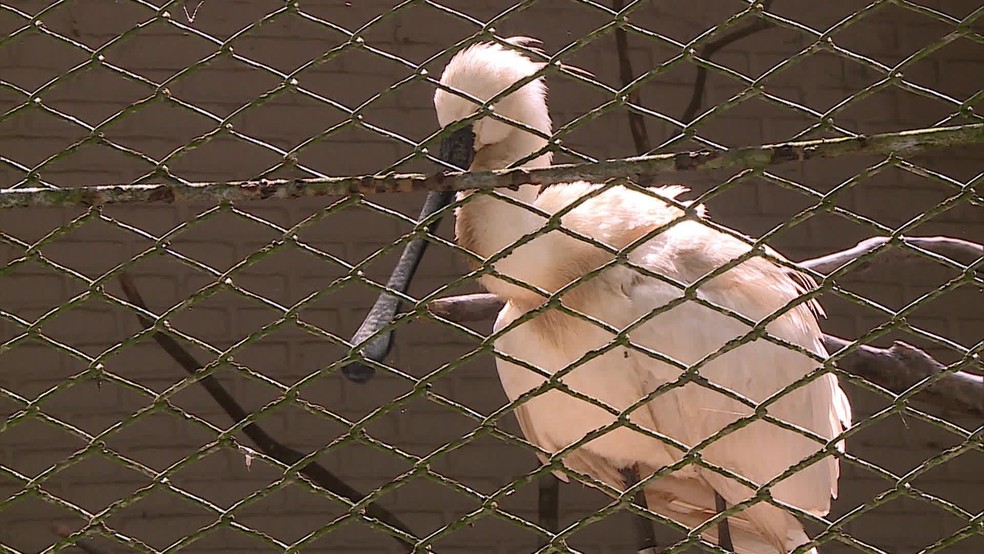 De acordo com secretário, Zoológico do Recife conta com cerca de 380 espécies de animais — Foto: Reprodução/TV Globo
