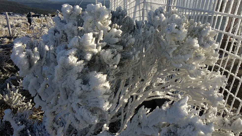 Vegetação amanheceu com geada no Morro das Torres — Foto: Jean Carlos/NSC TV
