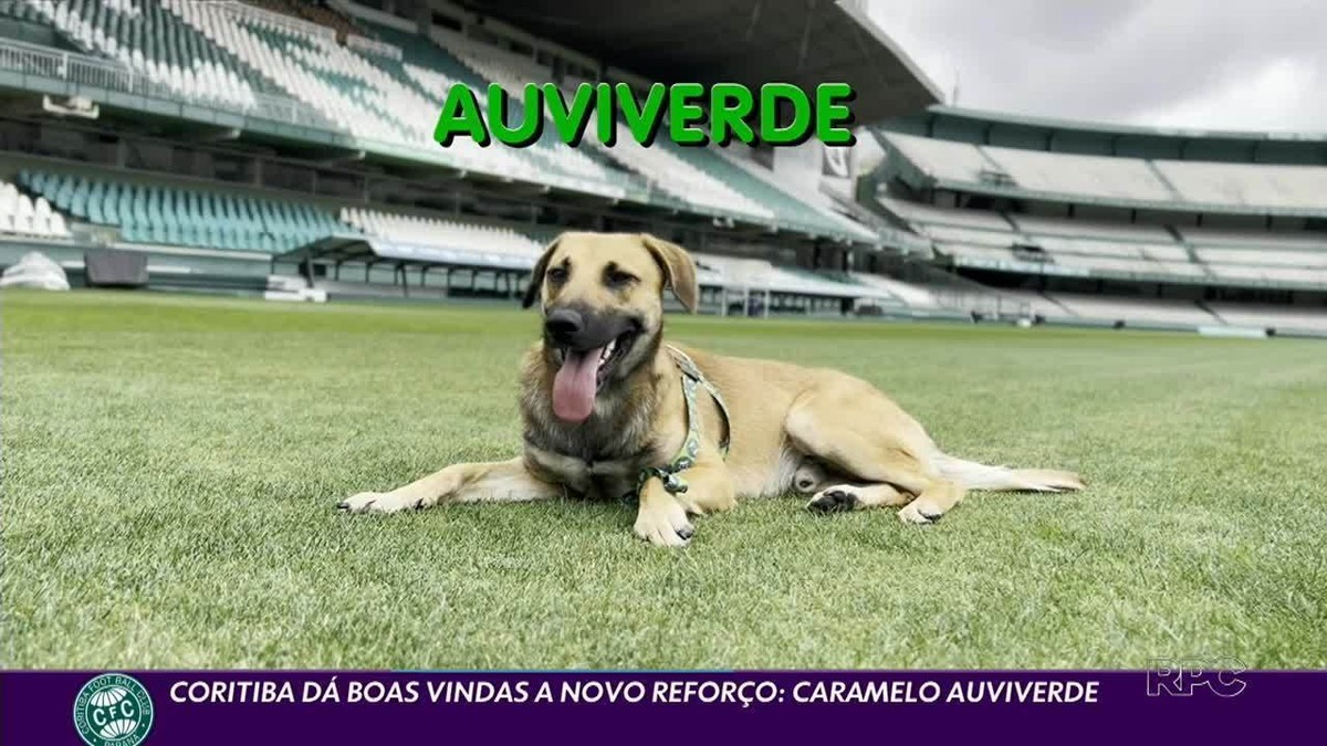 Cachorro Viraliza Ao Assistir A Jogo No Couto Pereira, E Coritiba Adota ...