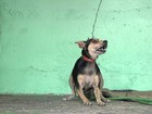 Dois cachorros morrem envenenados em Ceilândia Sul, no DF