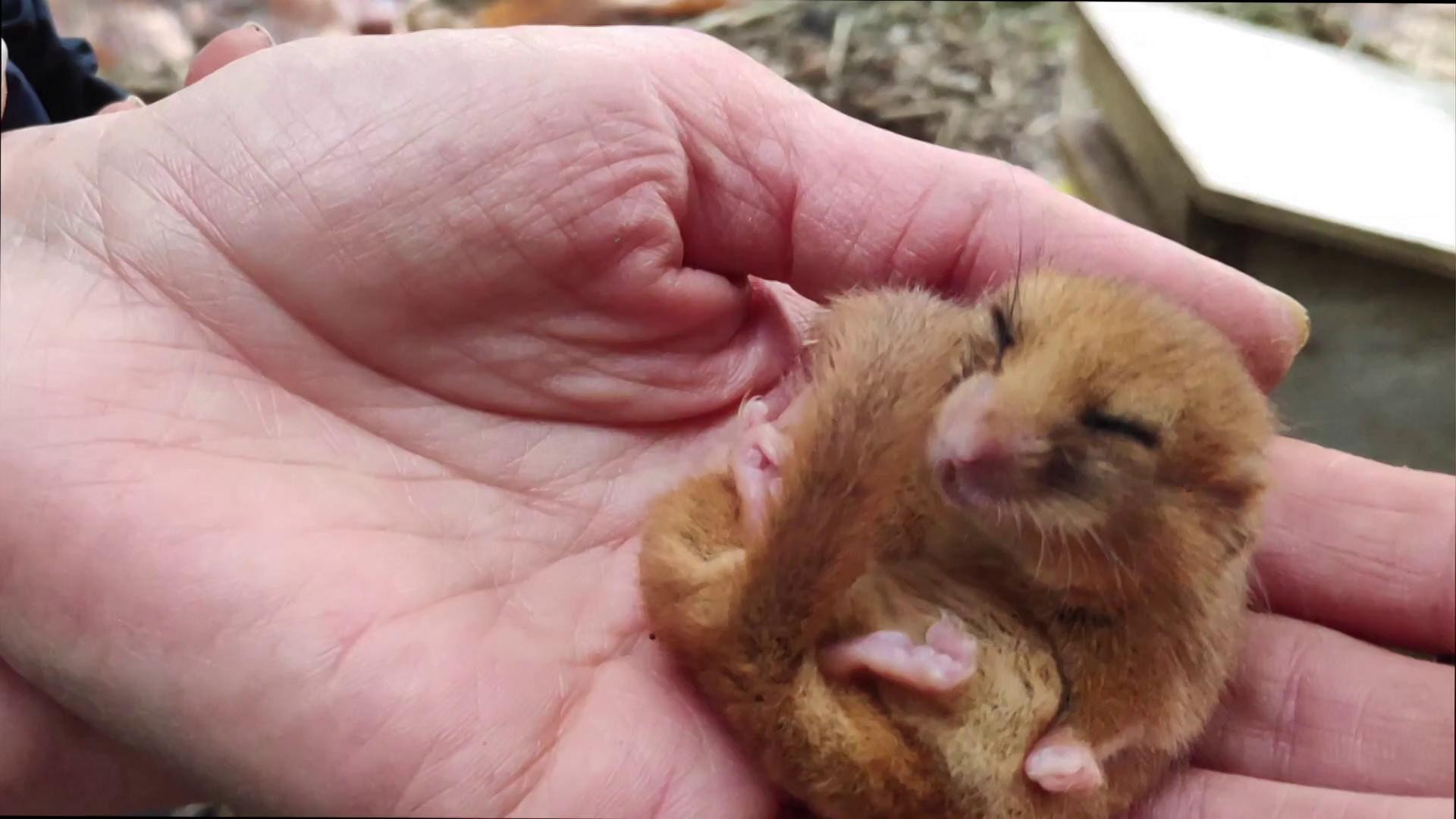 BBC - Ao hibernar, um arganaz pode diminuir sua temperatura corporal, chegando até a 2°C (Foto: BBC)