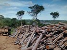 PF combate extração ilegal de madeira em reservas no Norte de MG