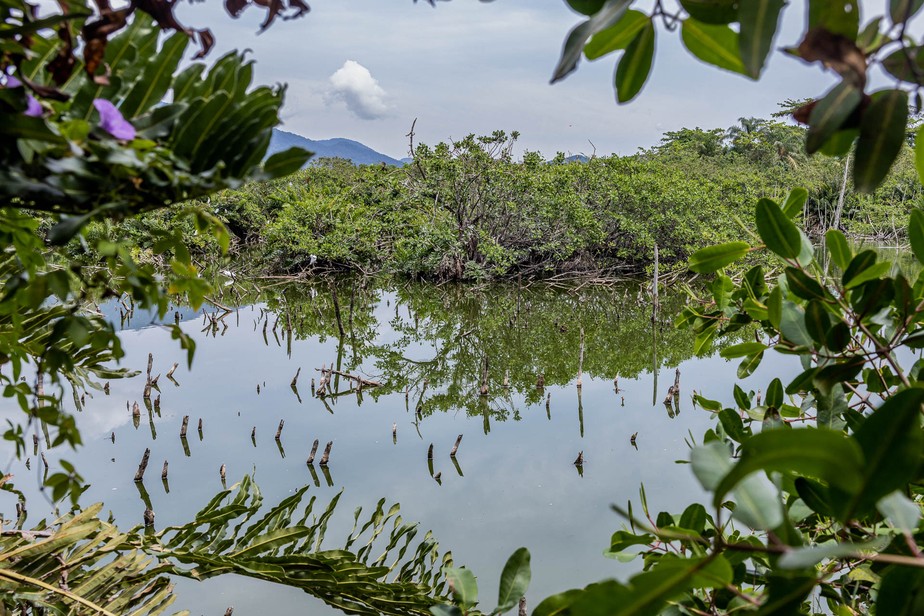 Já no bosque de mangue, é possível ver de perto a lagoa, em torno da qual aves pescadoras se empoleiram para passar a tarde e avistar presas.