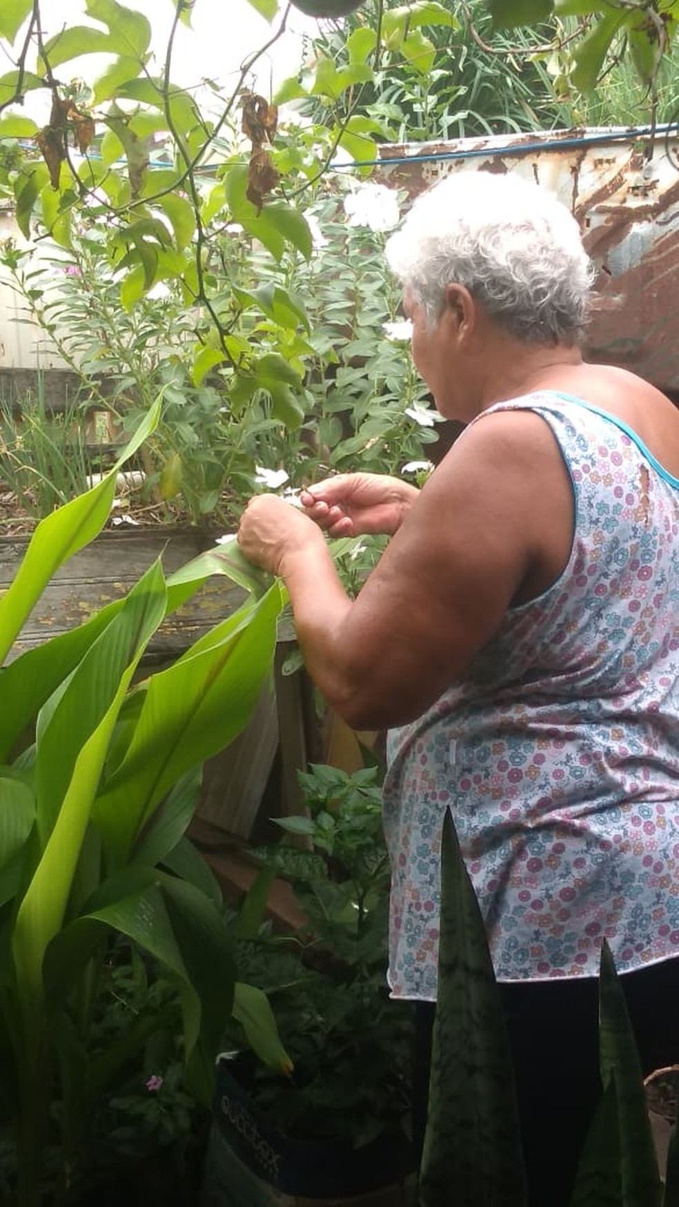 Ubaldina era apaixonada por suas plantas  — Foto: Arquivo pessoal 
