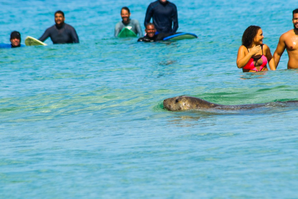 Elefante-marinho nada entre sufistas, banhistas e alunos de escolas de surf no Arpoador  — Foto: Agnes Dietrich/Arquivo pessoal