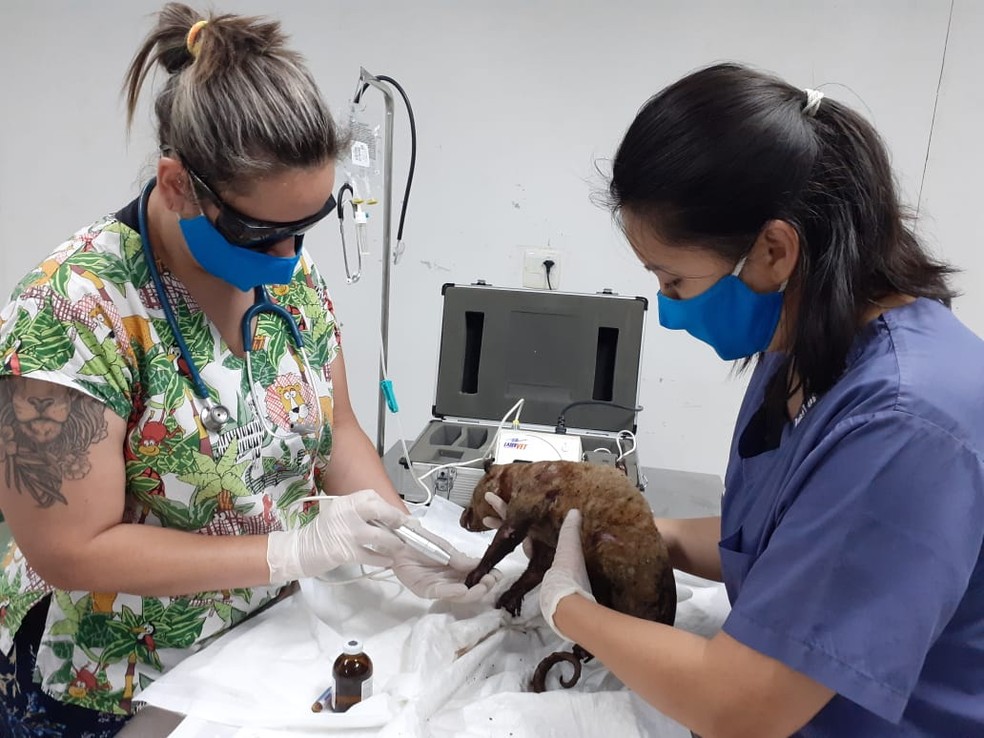Gambá resgatado com queimaduras em incêndio às margens da Rodovia dos Tamoios recebe atendimento — Foto: Divulgação / Cras Univap