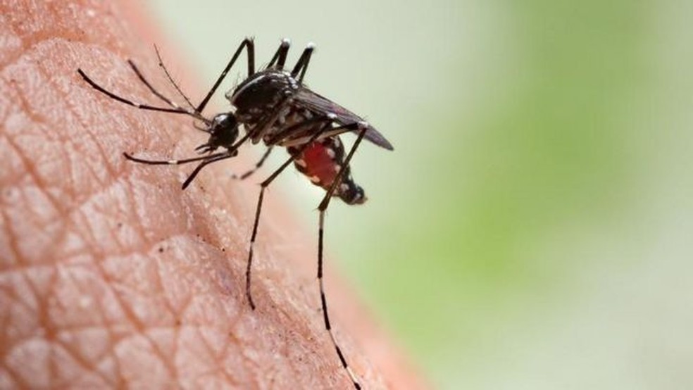 Assim como dengue e zika, o chikungunya também é transmitido pelo mosquito Aedes aegypti. — Foto: GETTY IMAGES