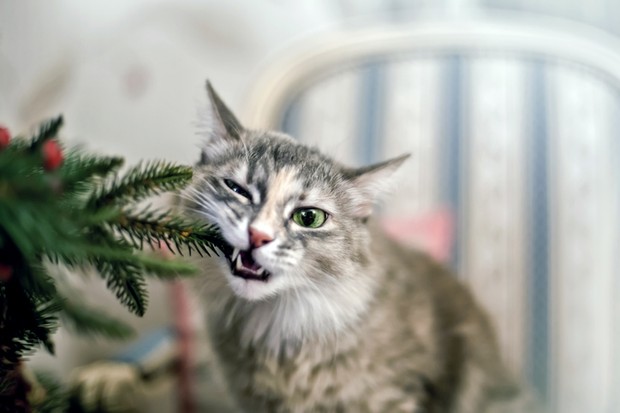 Cute grey tabby kitten investigating the decorations on a Christmas tree (Foto: Getty Images)