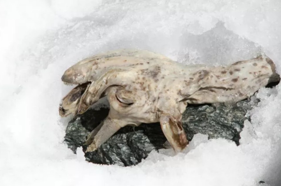 O cadáver descoberto pelos pesquisadores (Foto: Esercito Italiano - Comando Truppe Alpine)