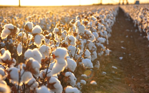 Plantio de algodão é concluído no oeste da BA e clima favorável anima produtores - Revista Globo Rural | Algodão