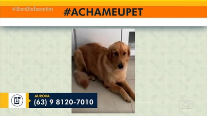 Tutor pede ajuda para encontrar cachorrinha Aurora