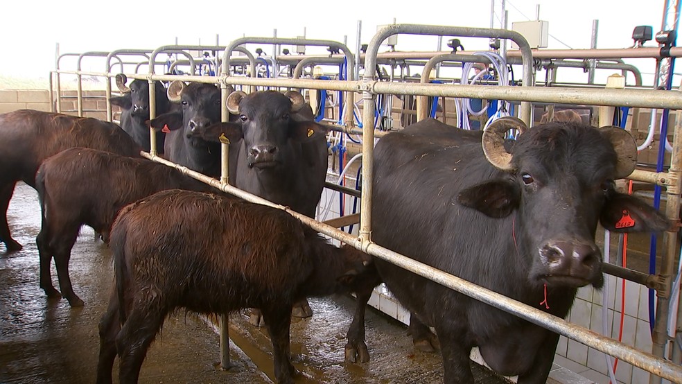 Criadores de búfalos apostam na produção de leite (Foto: Reprodução/TV TEM)