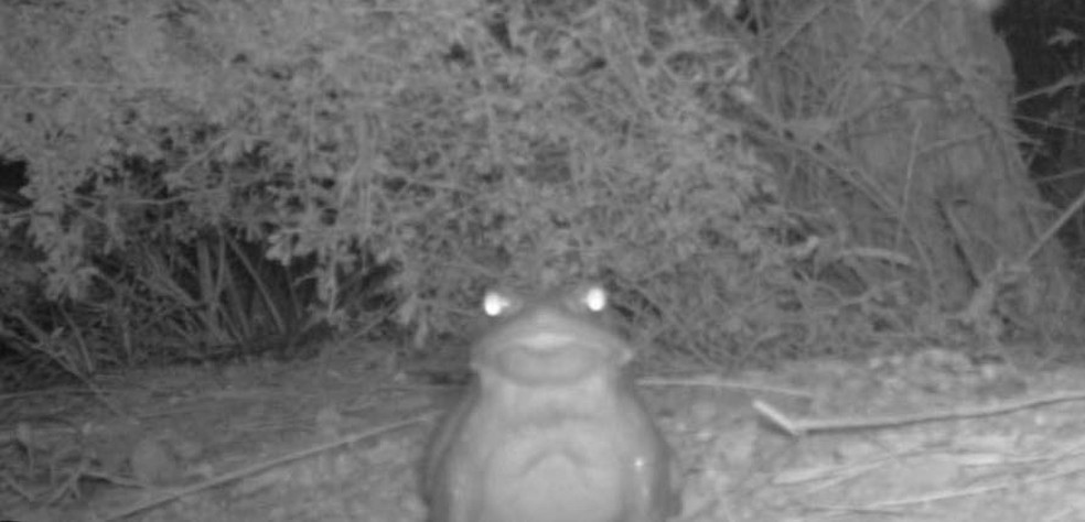 Sapo do rio Colorado (Bufo alvarius), que produz substância alucinógena — Foto: Reprodução/ Serviço Nacional de Parques dos EUA
