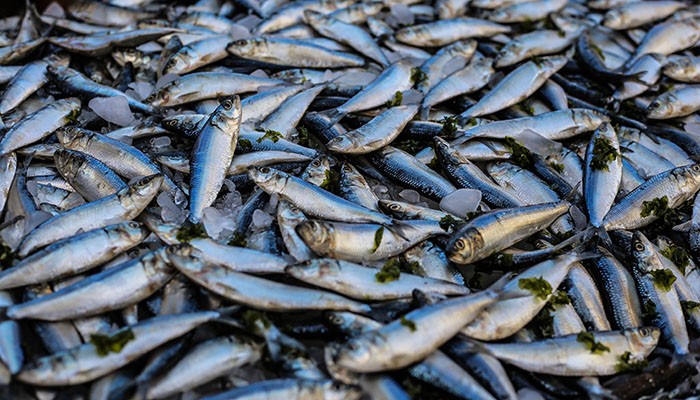 Cheiro de peixe contamina cidade no Canadá (Foto: Pexels)