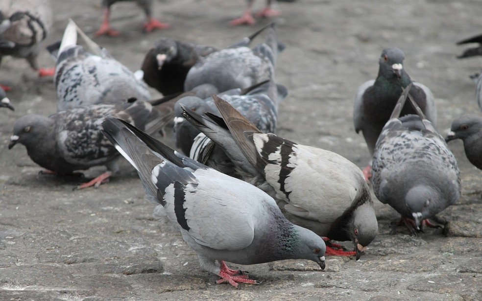 Os pombos podem aprender a associar a comida a certos comportamentos, e as IAs podem exibir postura semelhante. — Foto: Divulgação CMS