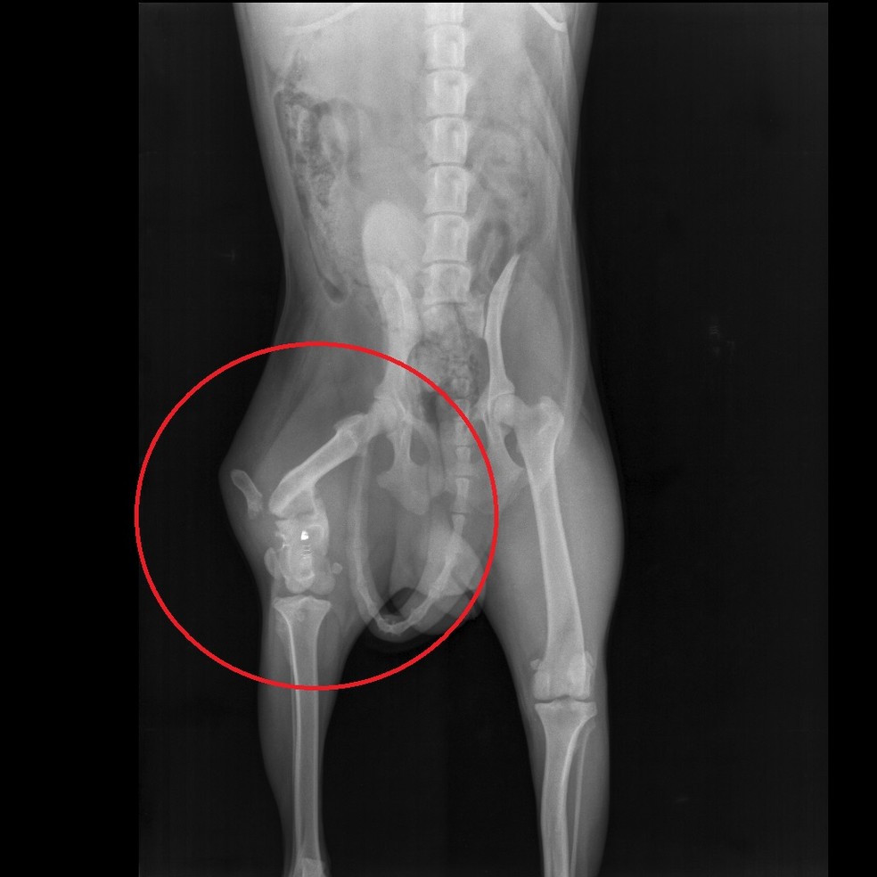 Cachorro Agredido A Pedradas Em Galia Tem Fratura No Femur E Passara Por Cirurgia Bauru E Marilia G1