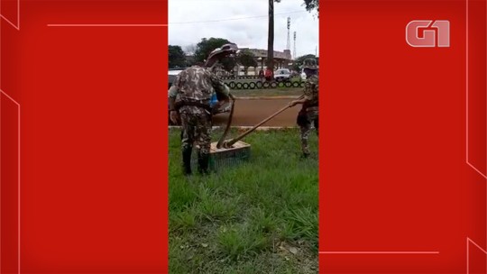 Jiboia de 1,5 m camuflada em grama é encontrada por populares no interior de MS; vídeo