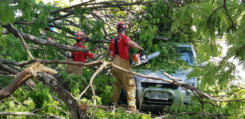 Árvore cai em cima de carro na Asa Norte, em Brasília — Foto: Divulgação/Corpo de Bombeiros 