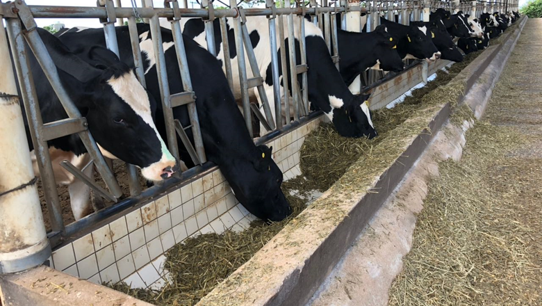 Vacas holandesas da seleção da fazenda Colorado, produtora de leite em Araras (SP) (Foto: Divulgação)